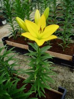 [1630 GoldenTycoon No02.JPG]